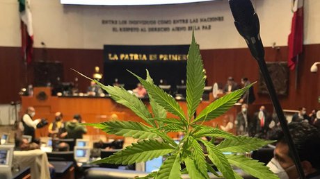 mariguana jesusa rodríguez.jpg