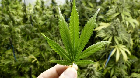 marihuana.jpg