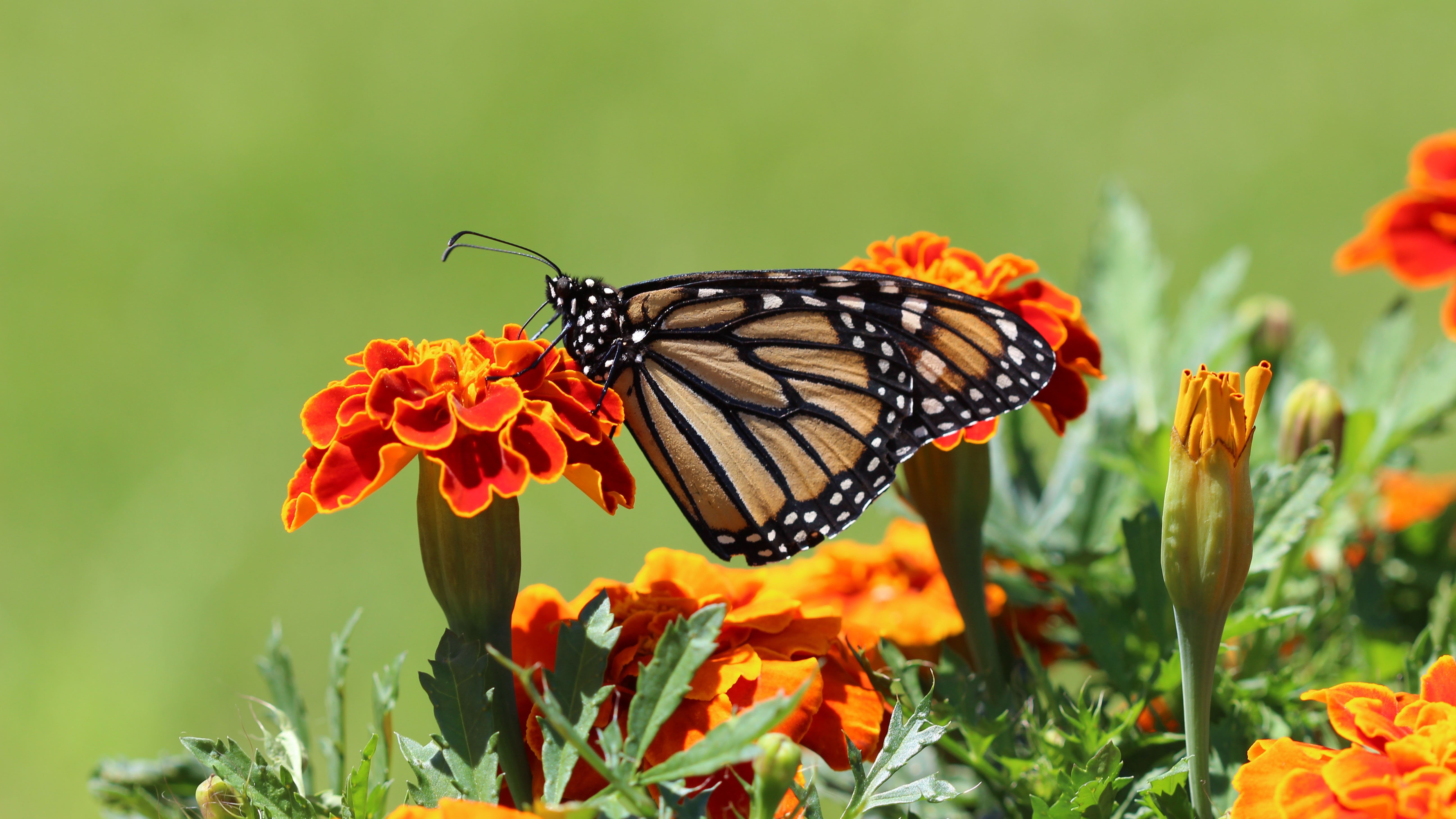 mariposa monarca.jpg