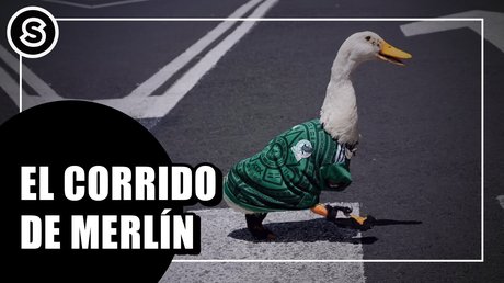merlin