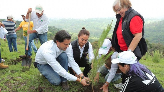 michoacan planta.jpg