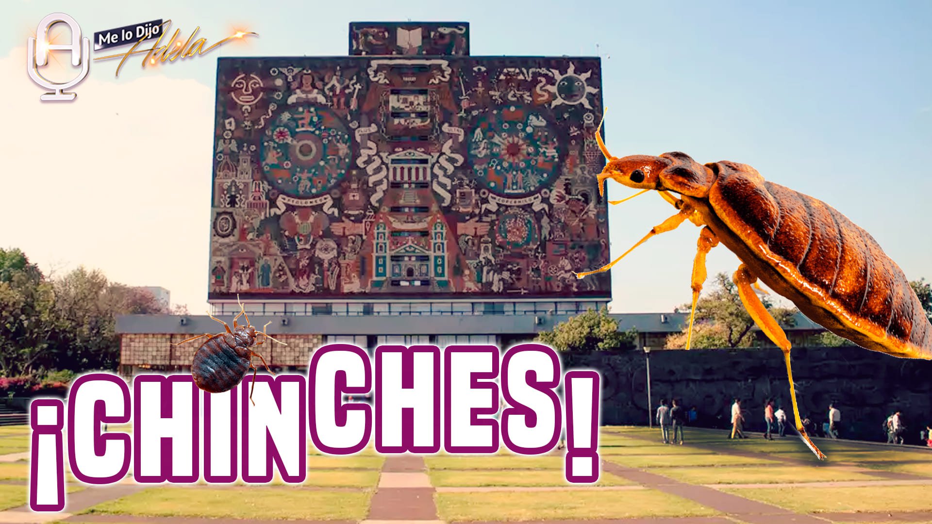 ¡NO hay CHINCHES en la UNAM!: EXPERTA
