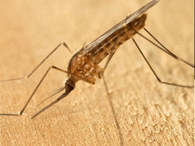 mosquito-mas-peligroso-del-mundo.jpg