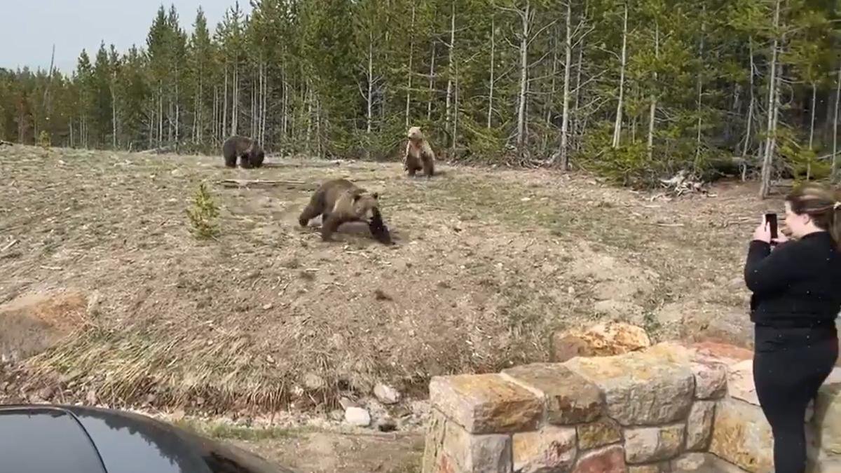 mujer encarcelada por tomarse foto oso grizzly.jpg