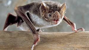 murcielagos covid.jpg