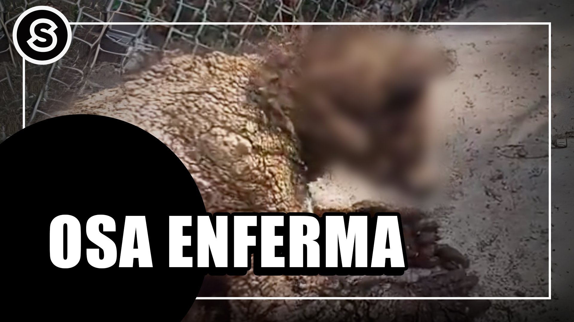 osa