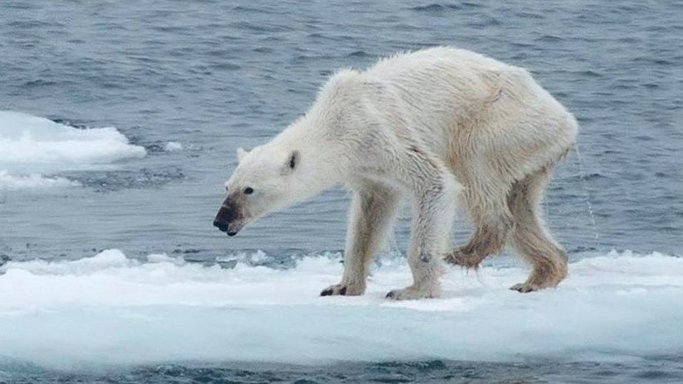 oso polar cambio climático.jpg