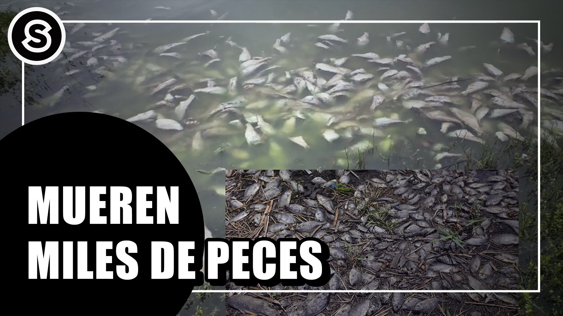 peces
