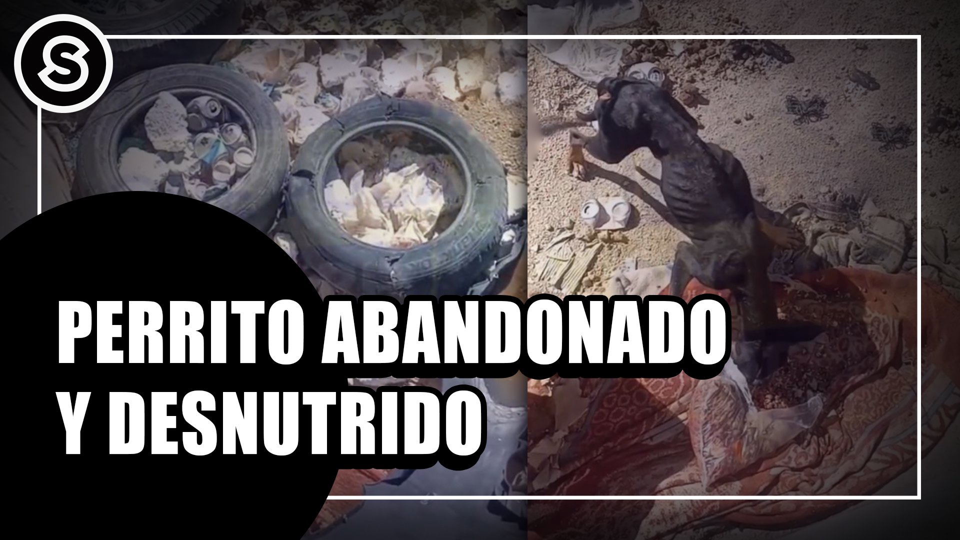 perrito
