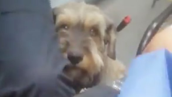 perrito ambulancia.jpg