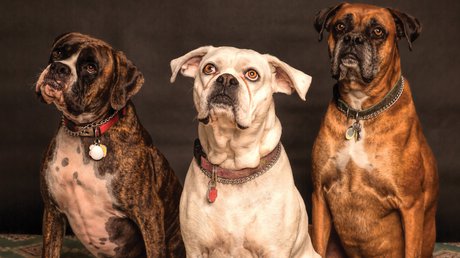 perros.jpg