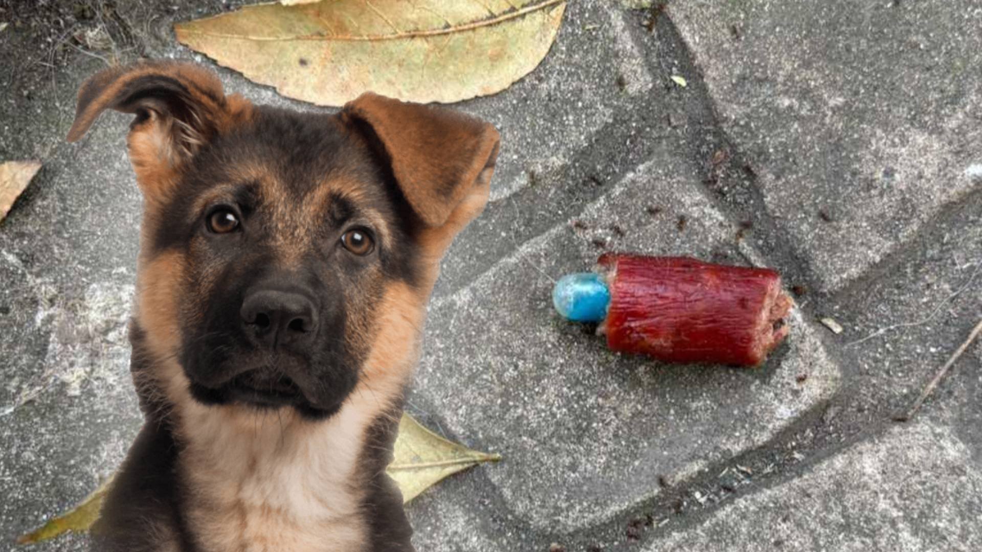 perros condesa veneno parque españa cdmx cuahutemoc