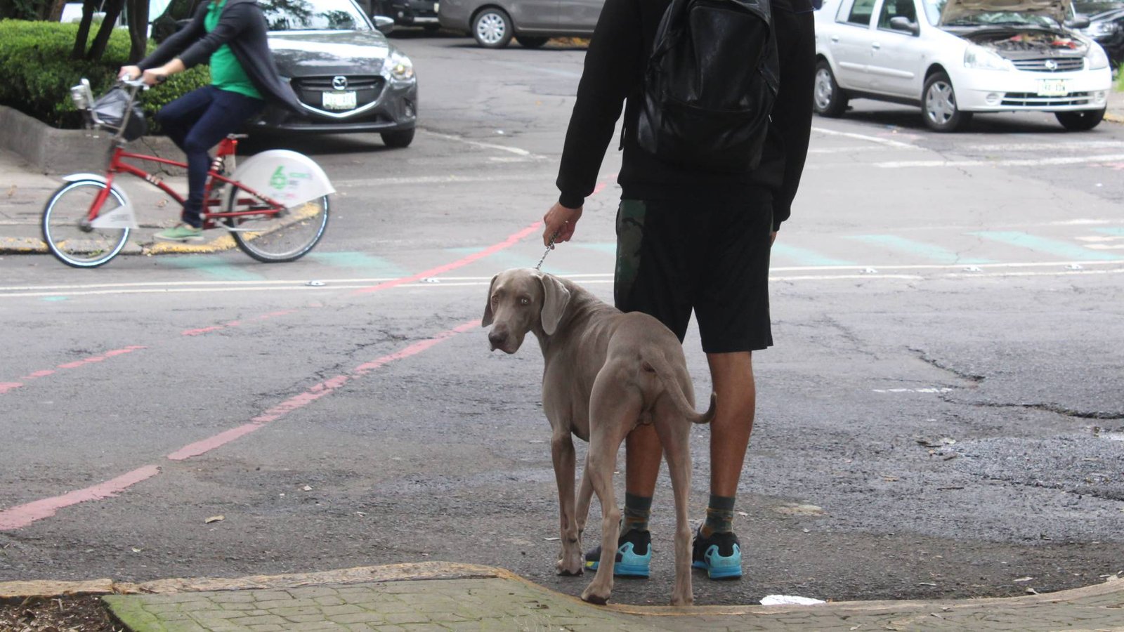 perros envenenados parque españa mexico