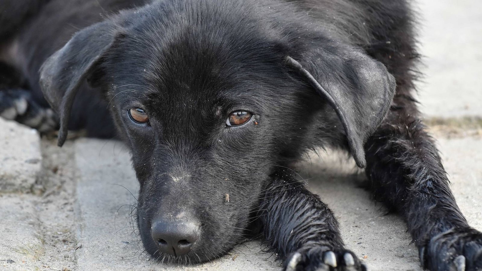 perros gatos negros proteccion mexico cdmx dia de muertos
