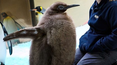pesto_pinguino_1