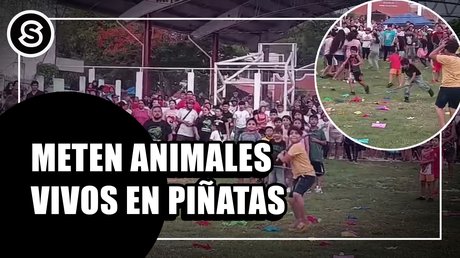 portal-animales