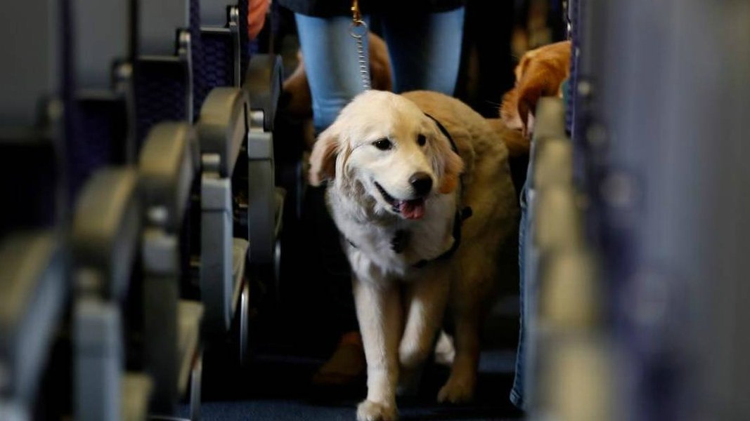 prohiben Animales de apoyo emocional en vuelos EU.jpg