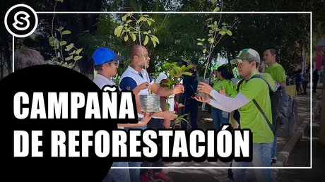 reforestacion