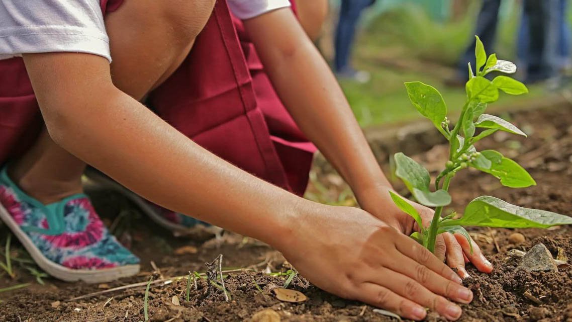 reforestacion arboles.jpg