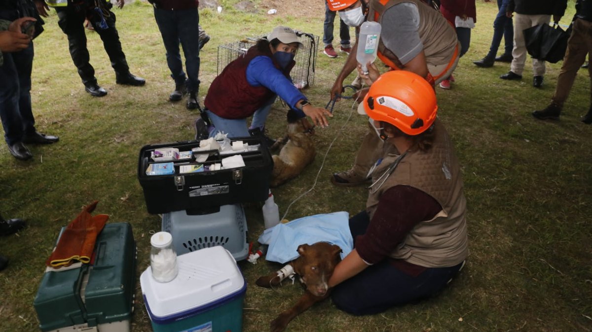 rescate pueblasocperritos.jpg