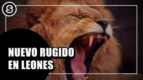 rugido