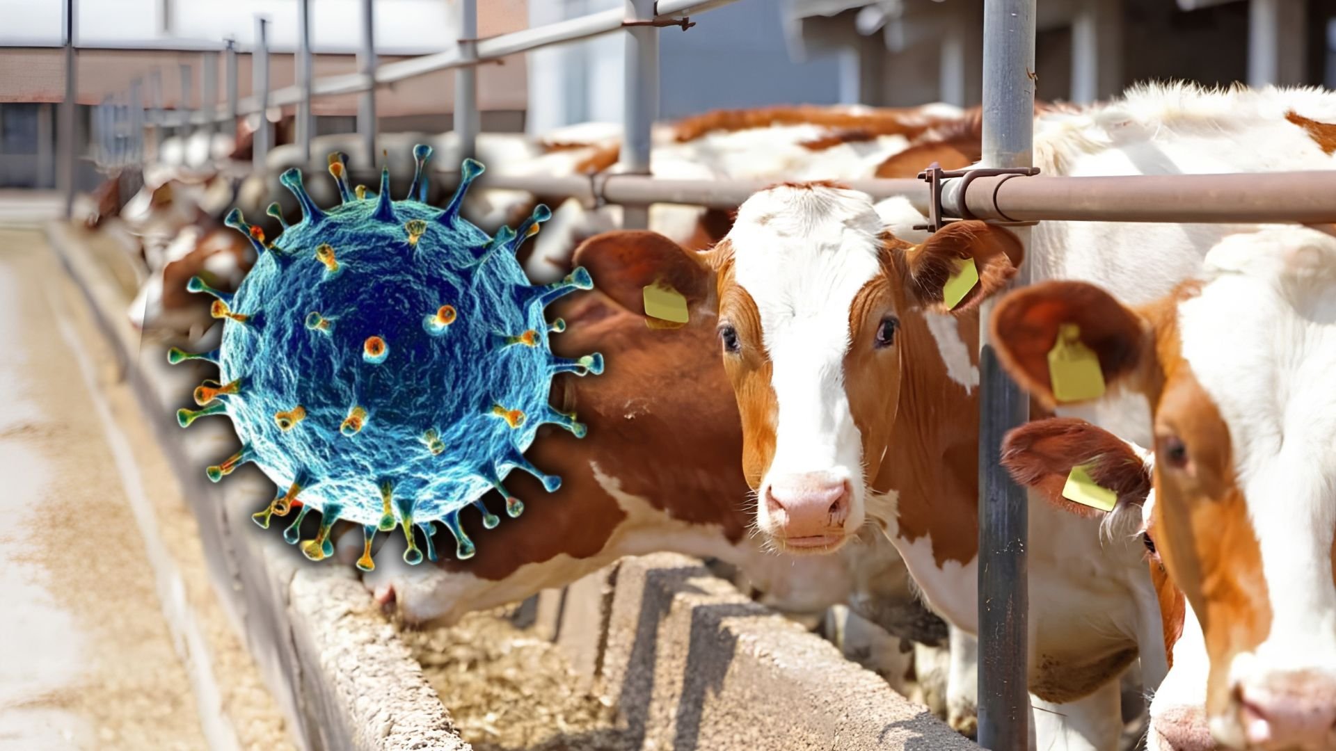 shamonda_virus_francia