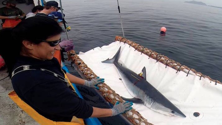 tiburones pelágicos.jpg