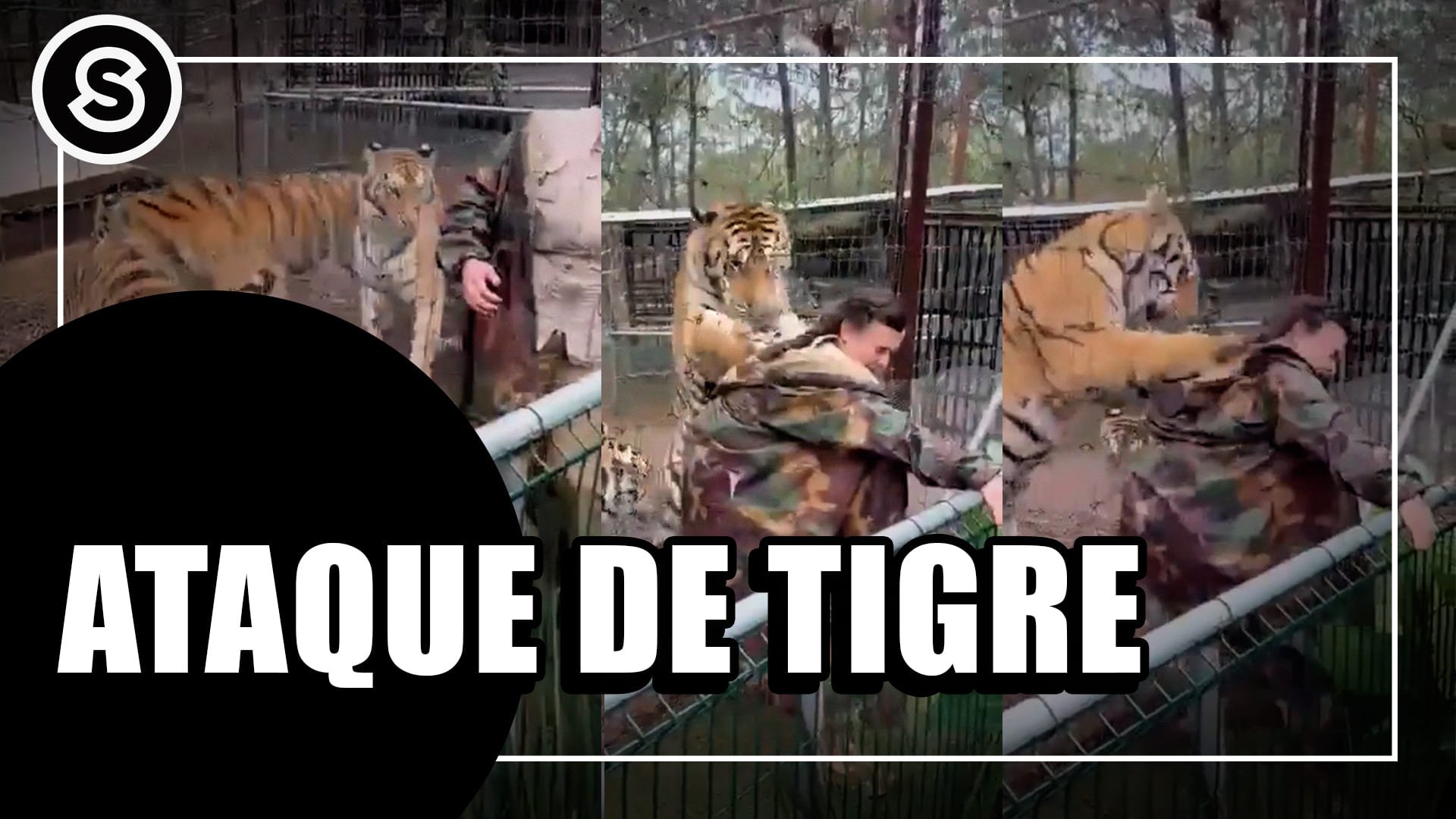 tigre