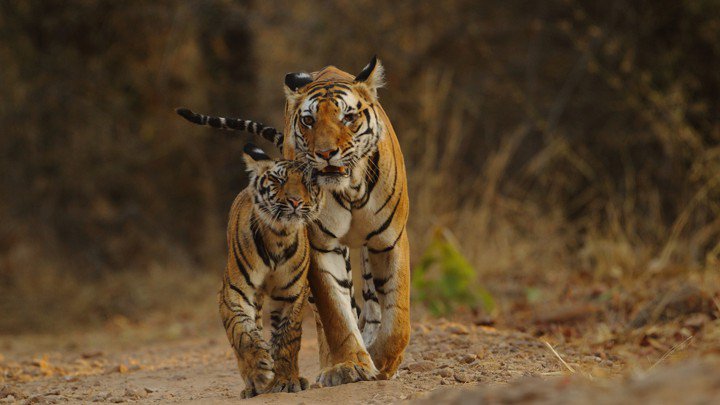 tigres-butan1.jpg