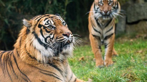 tigres.jpg