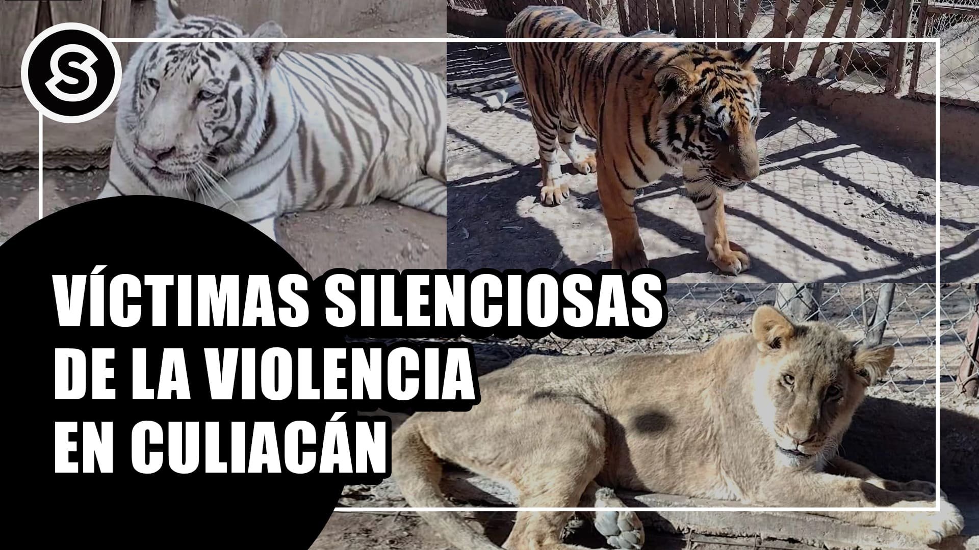 tigres