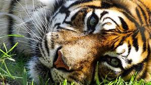tigres covi.jpg
