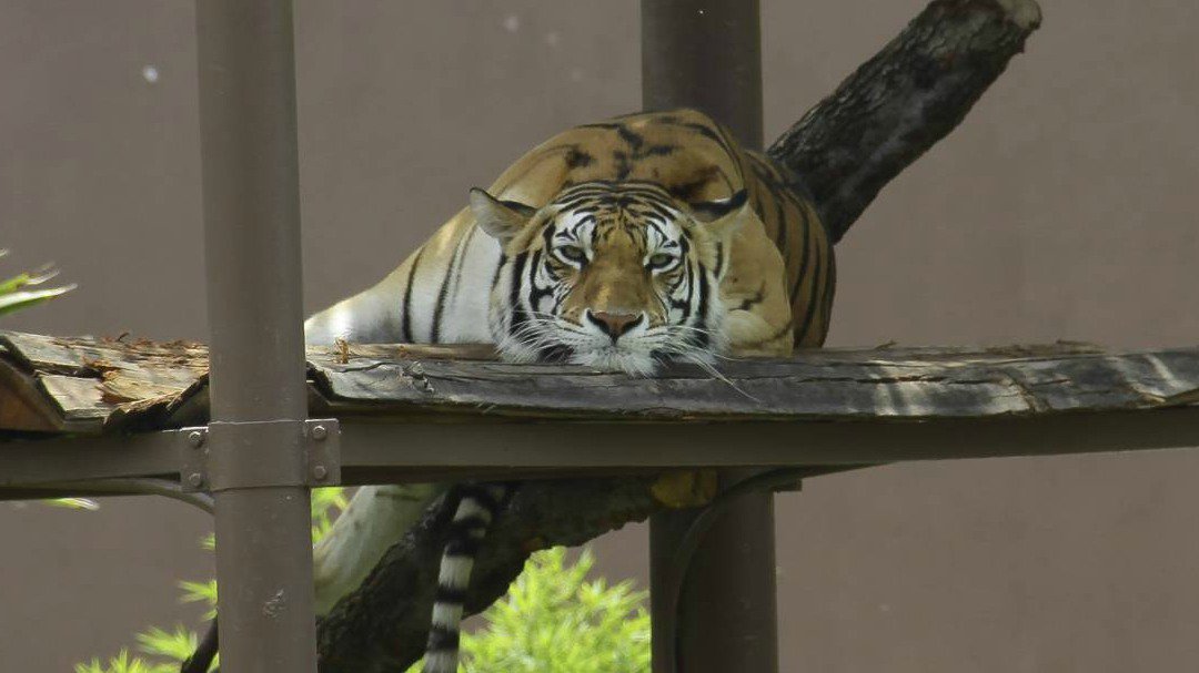 tigrezooo1.jpg