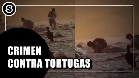tortugas