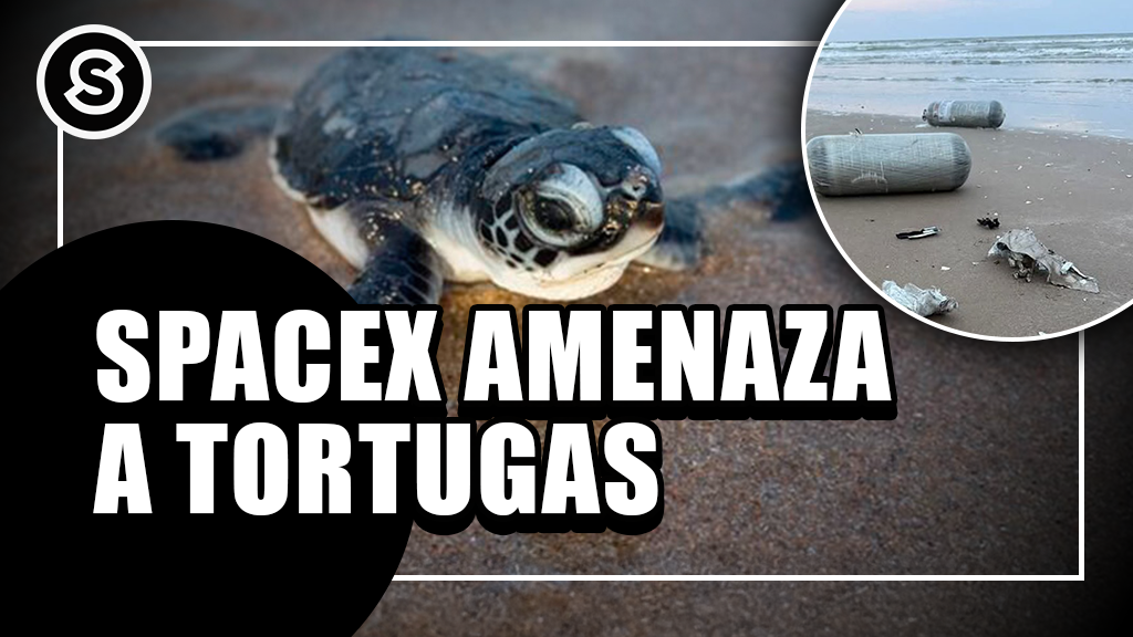 tortugas mini_240625 (2)