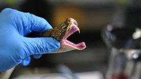 veneno serpiente covid19.jpg
