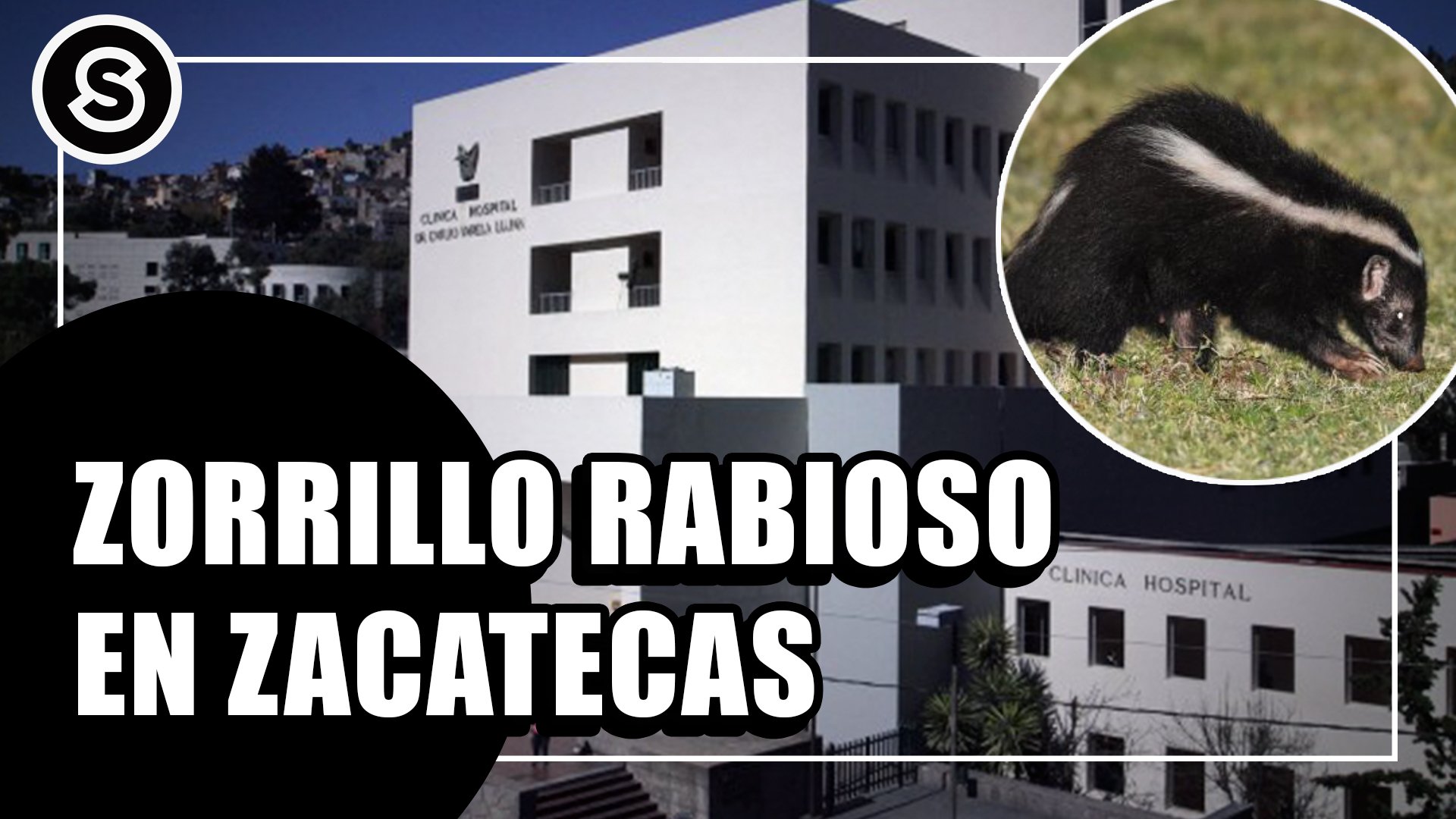 zorrillo