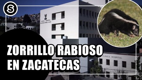 zorrillo