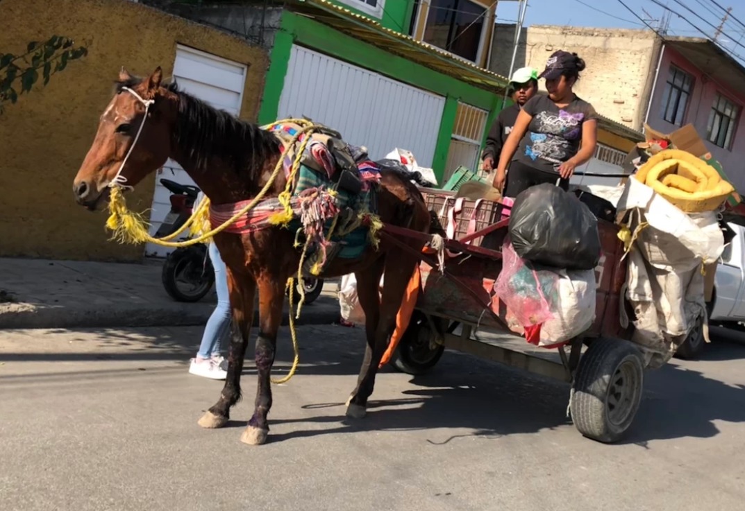 Fotografía de Diego Velázquez para Vice en Español (https://www.vice.com/es_latam/article/3k935j/desnutridos-y-con-huesos-rotos-asi-mueren-los-caballos-que-recogen-basura-en-mexico)