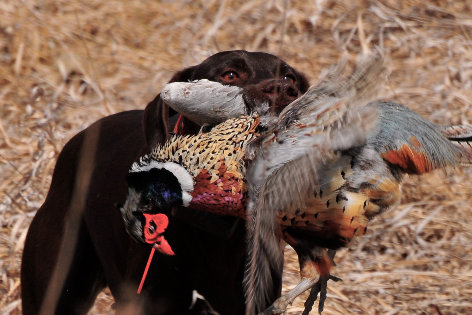 chocolate lab retrieving pheasant