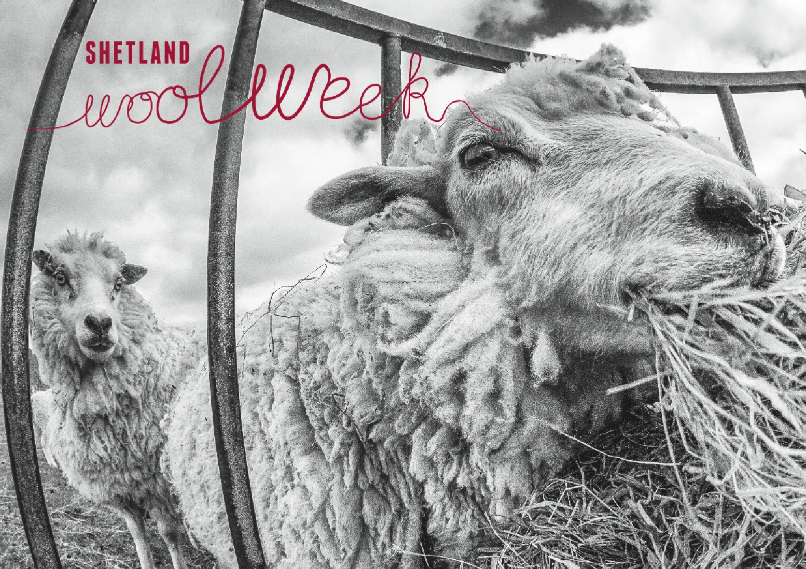 shetland-wool-week-image