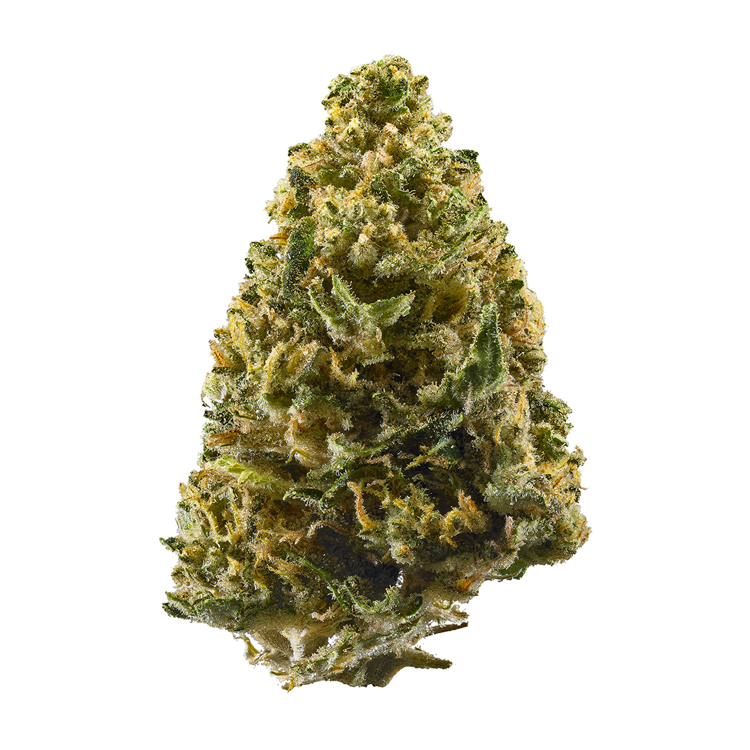 Gelato Seeds — Northern Lights