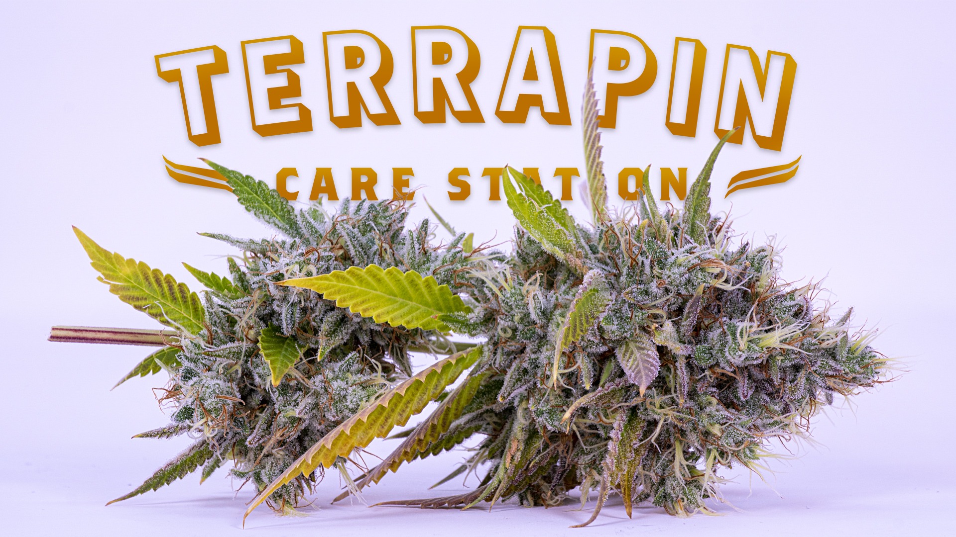 Find The Ice Cream Cake Cannabis Strain Near Denver Co Leafly