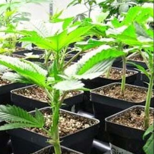 Clementine Clone