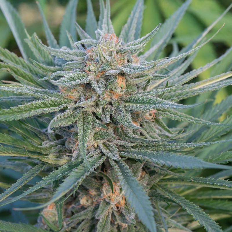 Ananda Farms: Blue Dream