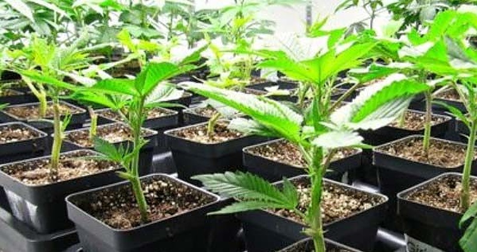 Afghani Medical Clone