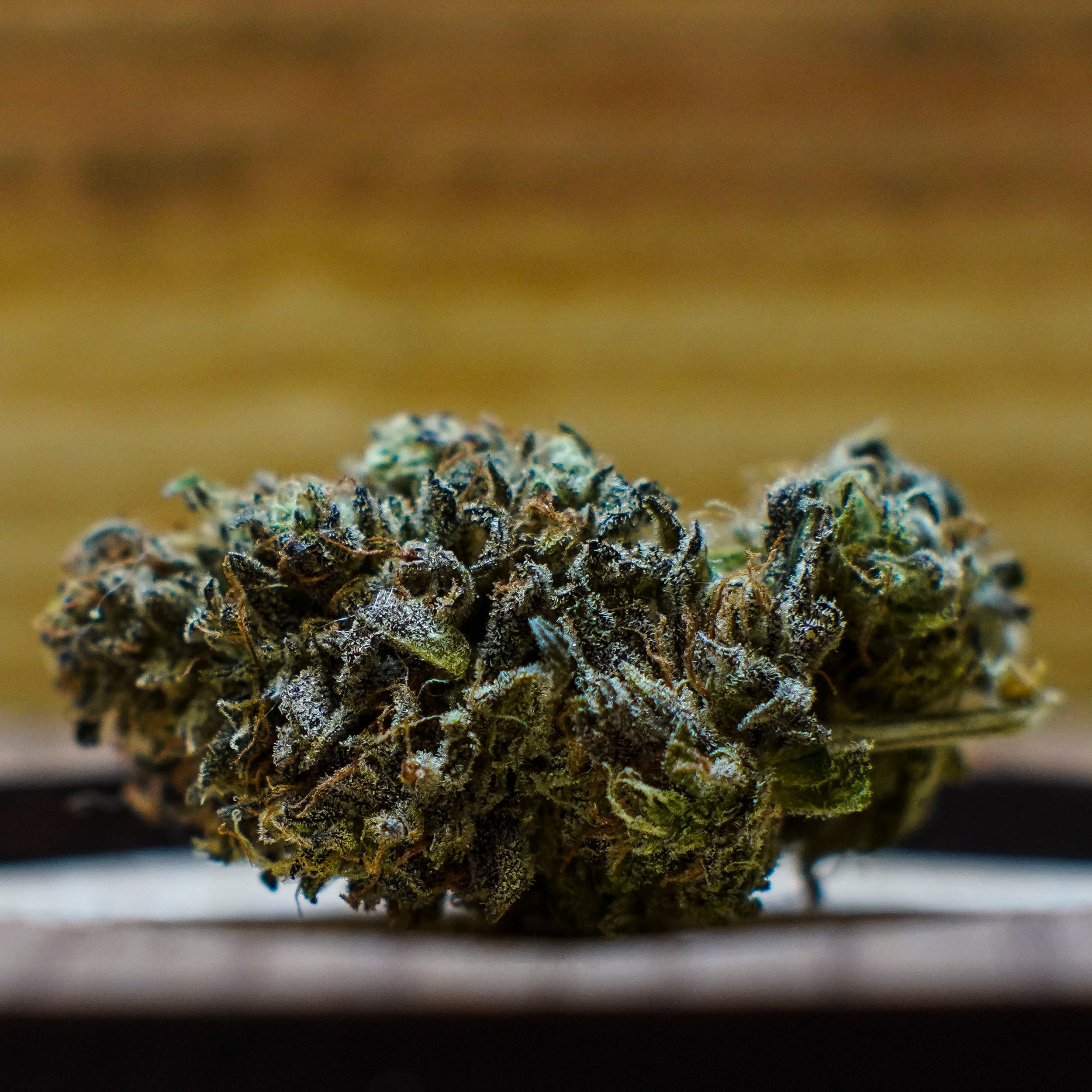 Cannasentials: A.S.S. (American Skunk Selection) | Leafly