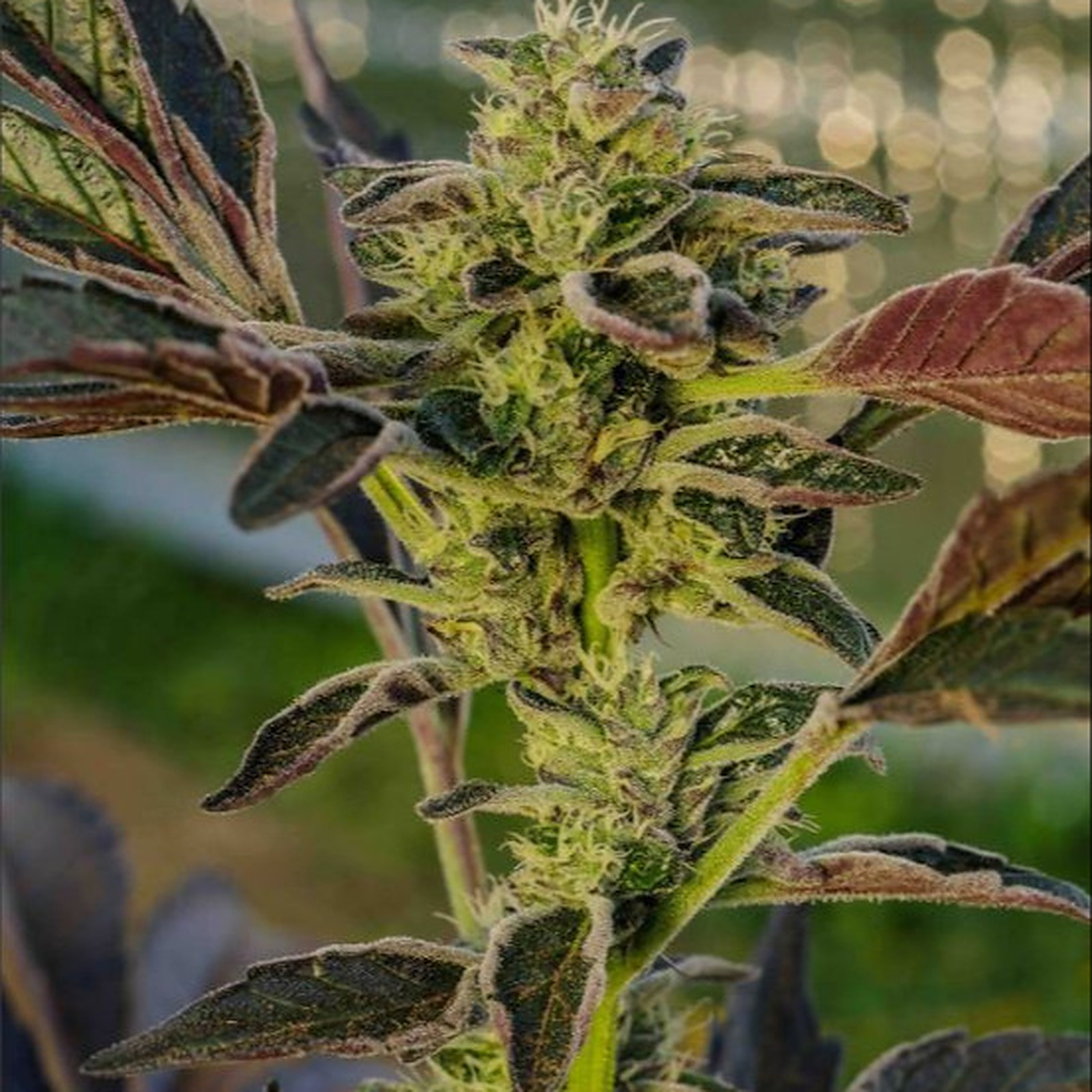 Thin Mint GSC Leafly