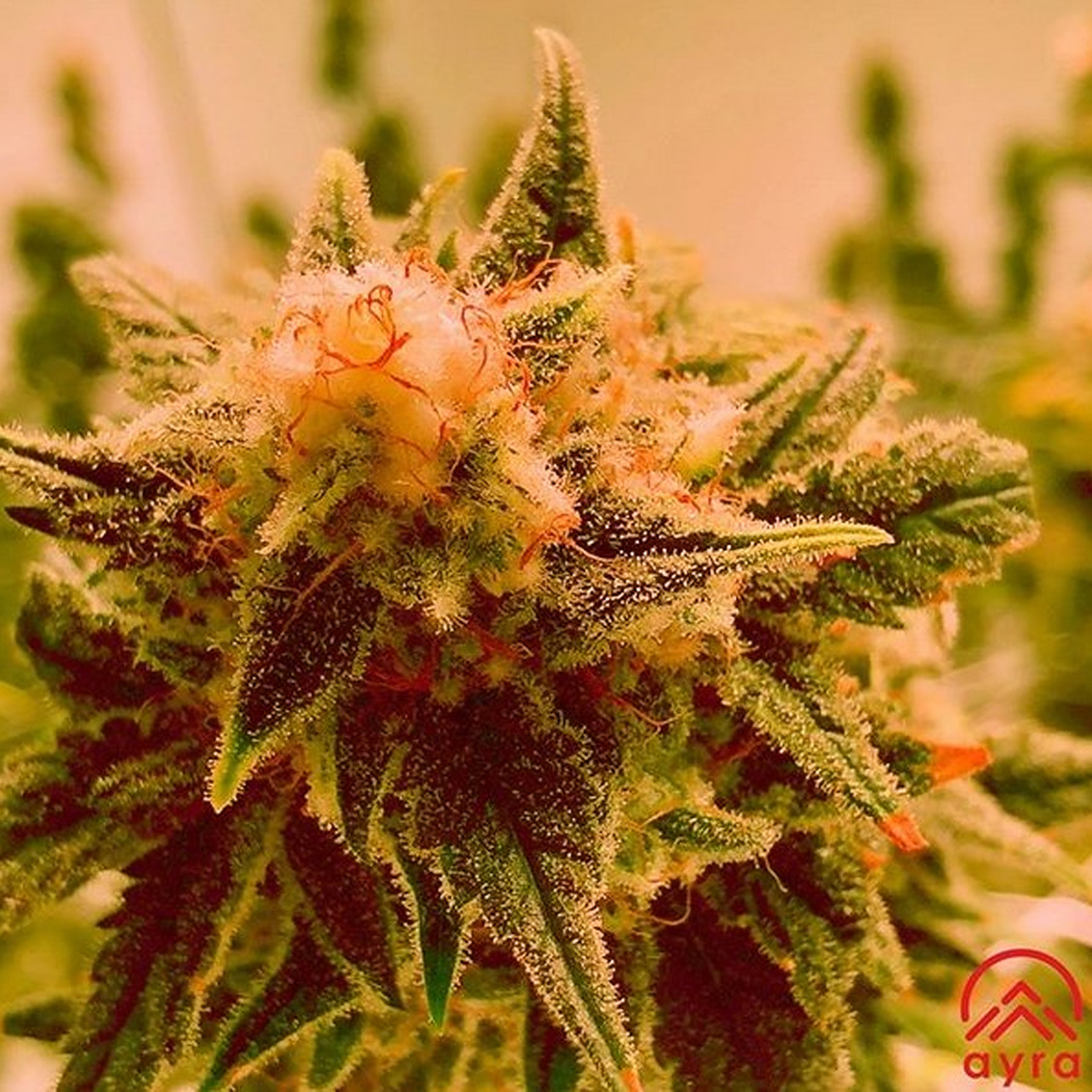 Pink Lemonade Leafly