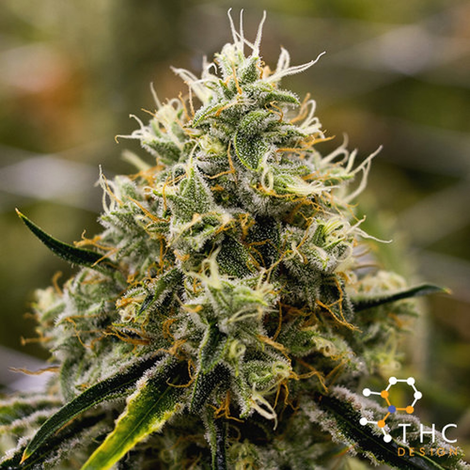 THC Design: Forging the Future of Cannabis | Leafly